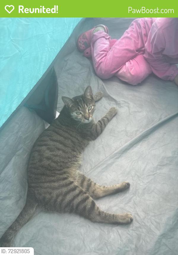 Reunited Unknown Cat last seen Glen Eagles Shopping Center (Ridgefield Parkway), Henrico County, VA 23233