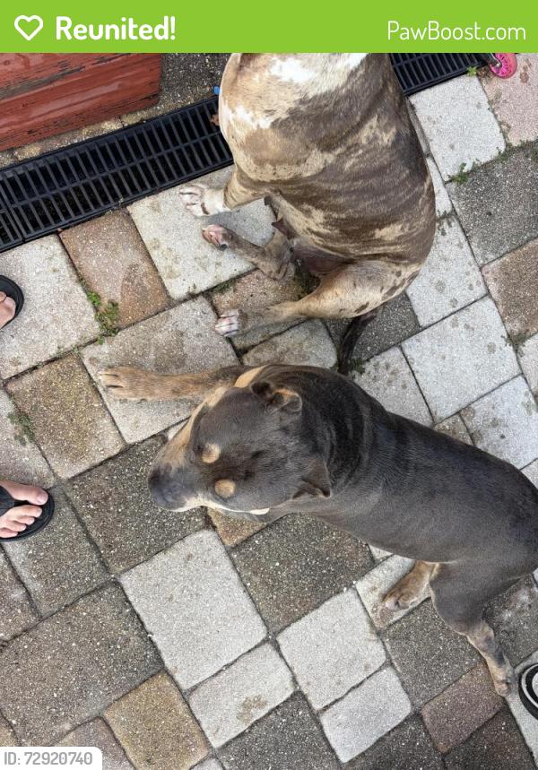Reunited Male Dog last seen Walker/Vaker, Plant City, FL 33563