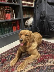 Reunited Female Dog last seen north new Braunfels, San Antonio, TX 78209