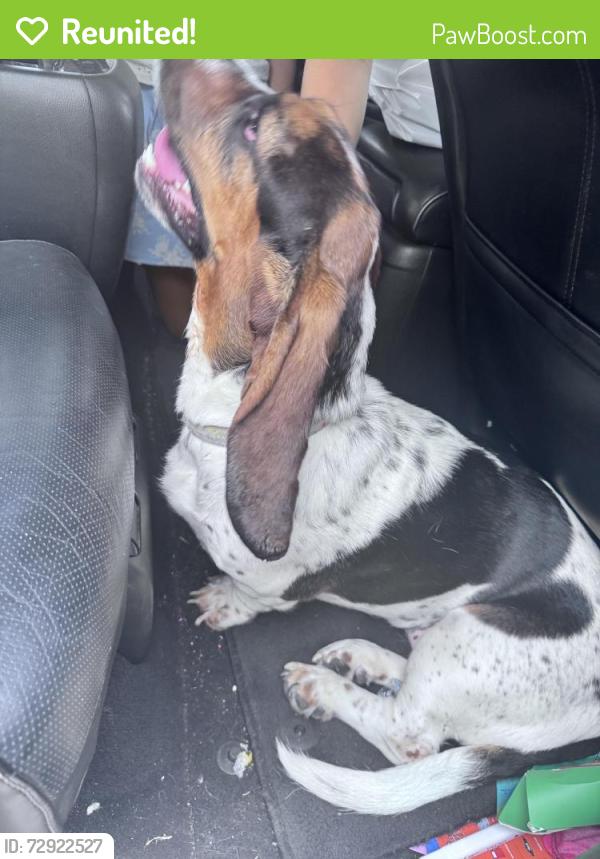 Reunited Female Dog last seen Blue ridge trail and Longhorn Rd. Saginaw 76179, Saginaw, TX 76179
