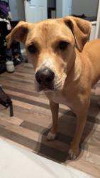 Reunited Male Dog last seen troy tx, Troy, TX 76579