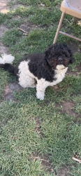 Reunited Male Dog last seen Near s holiday , Salt Lake City, UT 84120