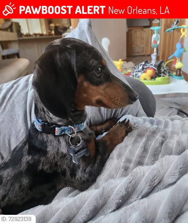 Lost Male Dog last seen Concrete Cowboy , New Orleans, LA 70130