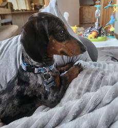 Lost Male Dog last seen Concrete Cowboy , New Orleans, LA 70130