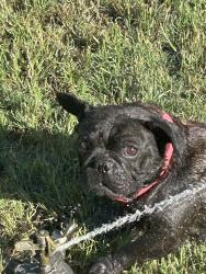 Reunited Female Dog last seen burr road, San Antonio, TX 78234