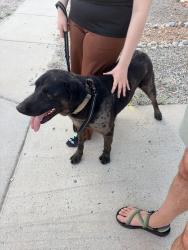 Reunited Male Dog last seen Sugar Ridge Loop SE, Rio Rancho, NM 87124, USA, Rio Rancho, NM 87124