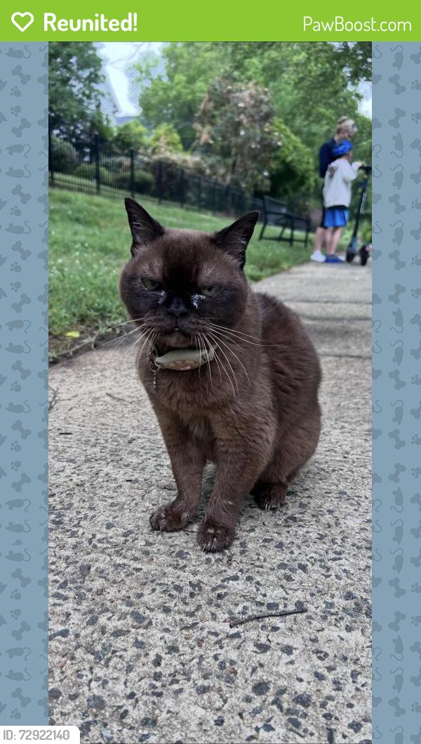Reunited Unknown Cat last seen Near Hensey's Way, Charlotte, NC 28270, USA, Charlotte, NC 28270