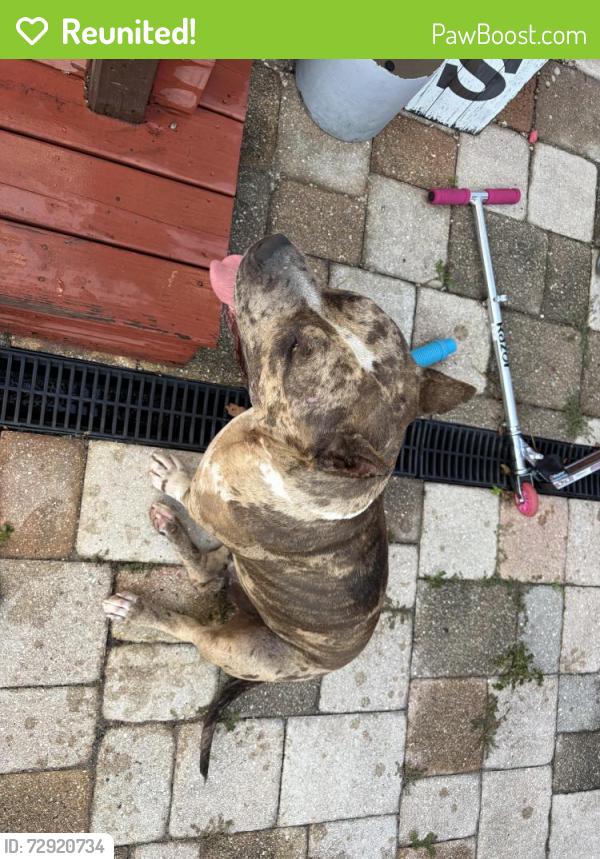 Reunited Female Dog last seen Walker/Baker, Plant City, FL 33563