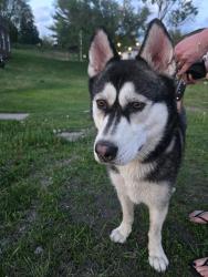 Reunited Female Dog last seen Found near pizza pub going into the road. No collar, Lindstrom, MN 55045
