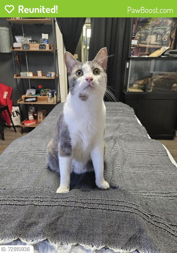 Reunited Male Cat last seen 1st and kilgore, Muncie, IN 47305