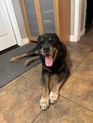 Reunited Male Dog last seen Scottsdale Rd and Thunderbird , Scottsdale, AZ 85254
