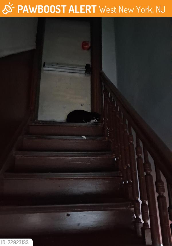Found/Stray Unknown Cat last seen Near 59 ST WEST NEW YORK, NJ, West New York, NJ 07093