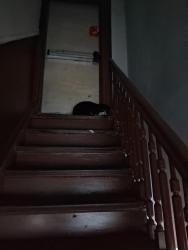 Found/Stray Unknown Cat last seen Near 59 ST WEST NEW YORK, NJ, West New York, NJ 07093