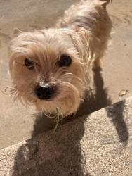 Reunited Male Dog last seen W Riggin St and hwy 60, Monterey Park, CA 91754