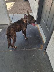 Found/Stray Male Dog last seen Mountain Vista and Indios 89121, Paradise, NV 89121