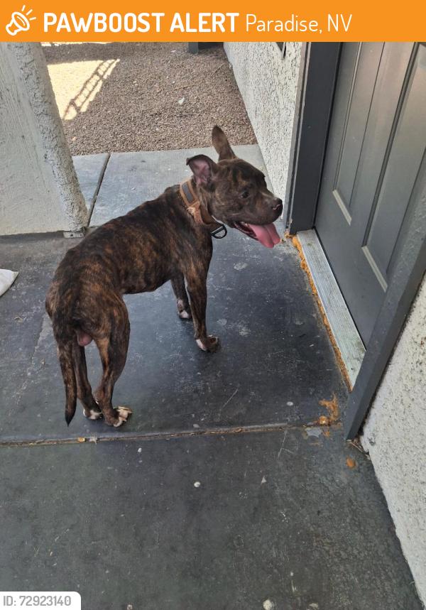 Found/Stray Male Dog last seen Mountain Vista and Indios 89121, Paradise, NV 89121