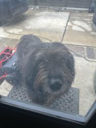 Reunited Male Dog last seen north new Braunfels, San Antonio, TX 78209