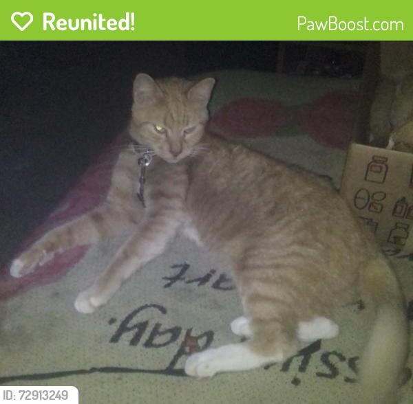 Reunited Female Cat last seen Montandon Mobile Home Park , Montandon, PA 17850