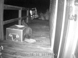 Found/Stray Unknown Cat last seen Camp Branch, Lexington County, SC 29054