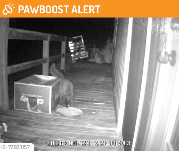 Found/Stray Unknown Cat last seen Camp Branch, Lexington County, SC 29054