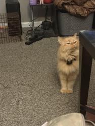 Reunited Female Cat last seen 9 mile & Providence , Southfield, MI 48075