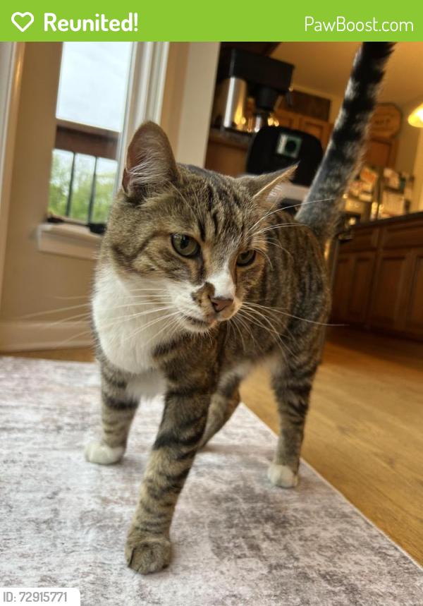 Reunited Female Cat last seen Benstein & Glengary, Commerce Township, MI 48382