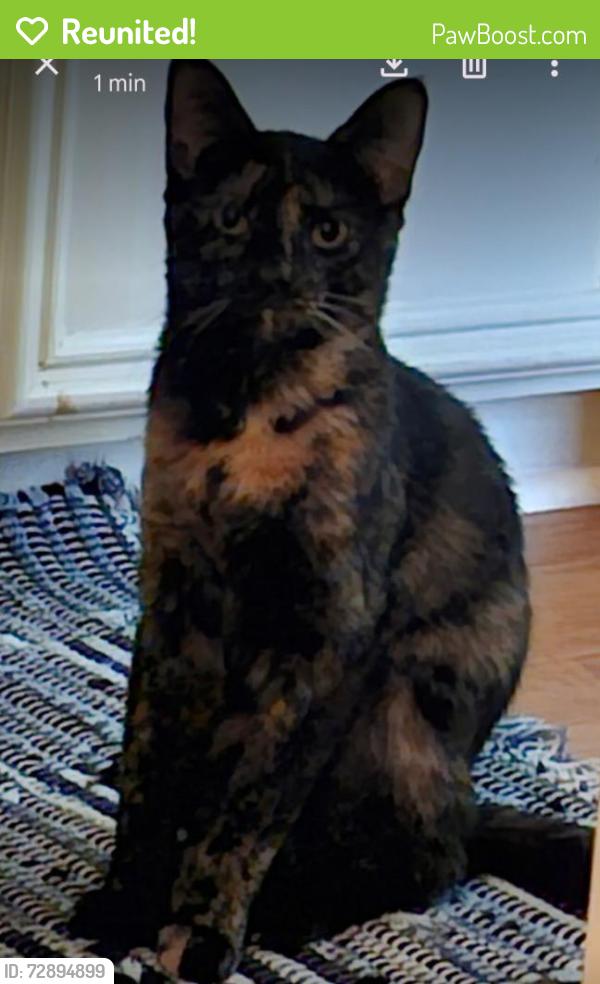 Reunited Female Cat last seen Ambler Dr , Spring, TX 77379