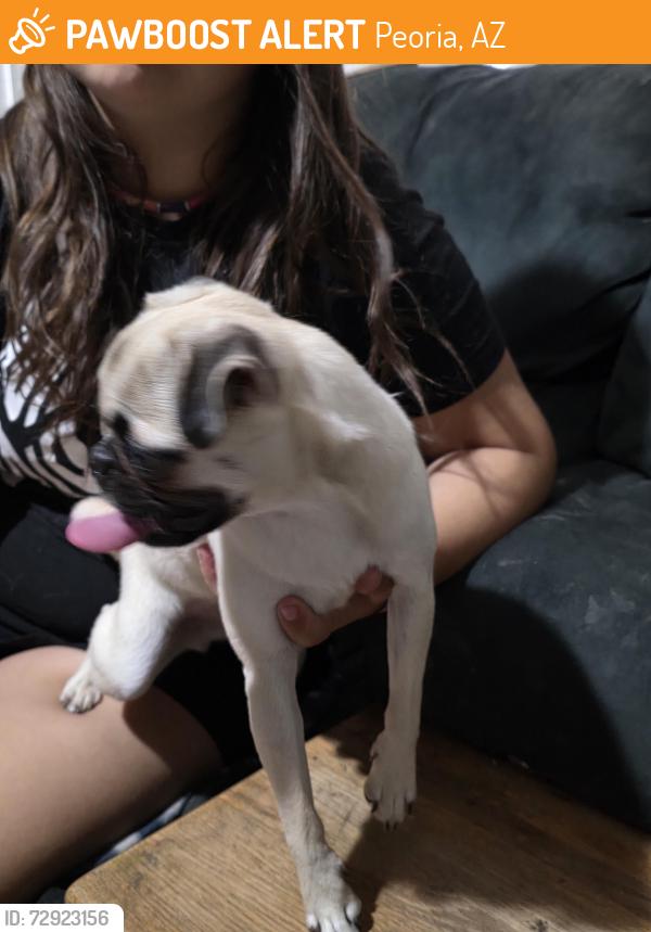 Found/Stray Female Dog last seen Kiwanis park near oasis elementary school, Peoria, AZ 85381