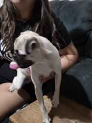 Found/Stray Female Dog last seen Kiwanis park near oasis elementary school, Peoria, AZ 85381