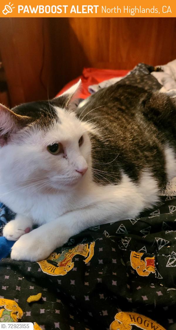 Found/Stray Female Cat last seen Watt/antelope, North Highlands, CA 95660