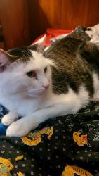 Found/Stray Female Cat last seen Watt/antelope, North Highlands, CA 95660