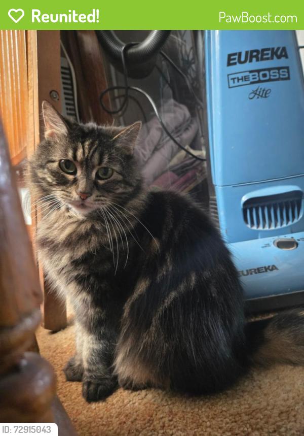 Reunited Female Cat last seen Maple st, Conshohocken, PA 19428