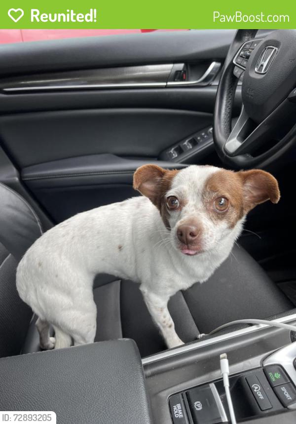 Reunited Unknown Dog last seen Huebner and Babcock , San Antonio, TX 78240