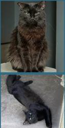 Reunited Male Cat last seen South Hills Ave/ Bluebonnet Circle Fort worth 76109, Fort Worth, TX 76109