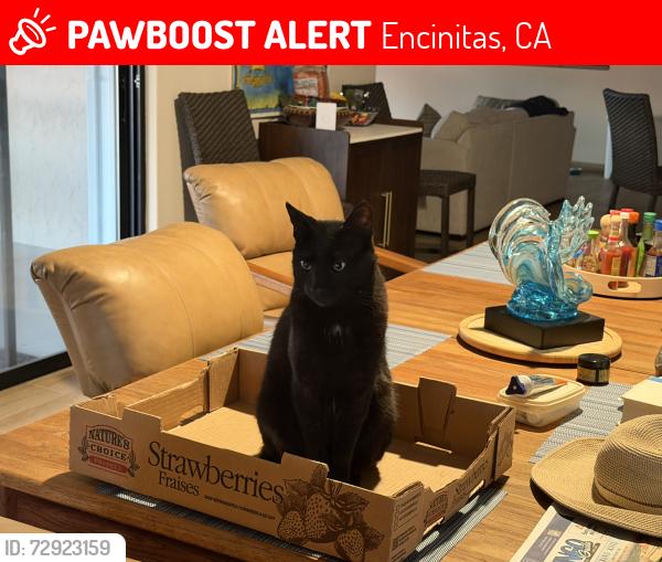 Lost Female Cat last seen Plato, Encinitas, CA 92024