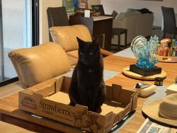 Lost Female Cat last seen Plato, Encinitas, CA 92024