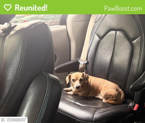 Reunited Male Dog last seen Smith High School, Greensboro, NC 27407