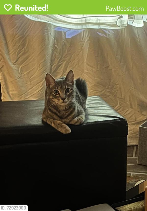 Reunited Female Cat last seen Holcombe and Greenbrier, Houston, TX 77030