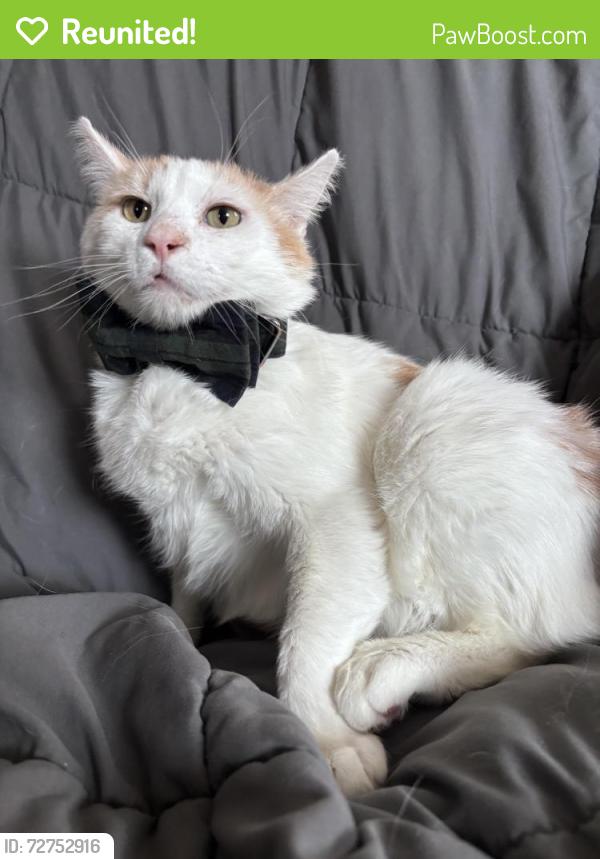 Reunited Male Cat last seen Pine st 15th st W , Hastings, MN 55033