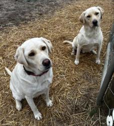 Reunited Male Dog last seen Home Dry Fork Rd;last seen on James Zimmerman Rd, Hampshire, TN 38461