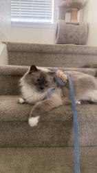Lost Male Cat last seen Colfax , Aurora, CO 80011