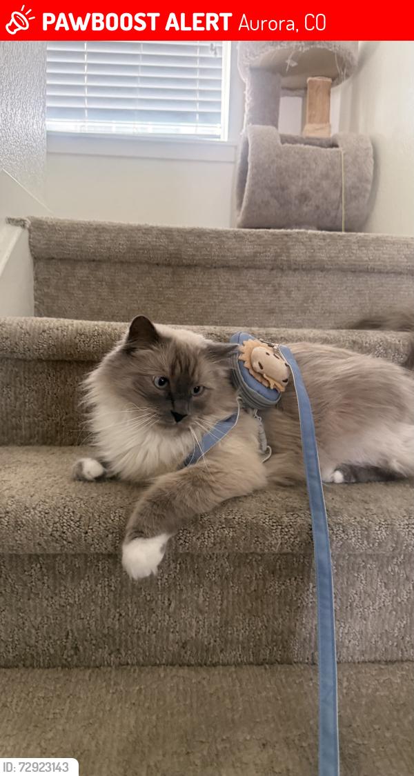Lost Male Cat last seen Colfax, Aurora, CO 80011