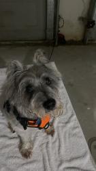 Reunited Male Dog last seen Campbelton Drive , South Fulton, GA 30331