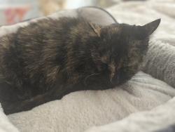 Reunited Female Cat last seen Spurlock Court, Fairfax, VA 22032