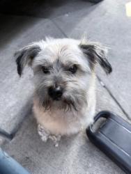 Reunited Male Dog last seen Mountain View rd, El Monte, CA 91732