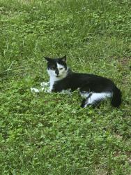 Lost Male Cat last seen Lanes Corner Rd , Spotsylvania Courthouse, VA 22551