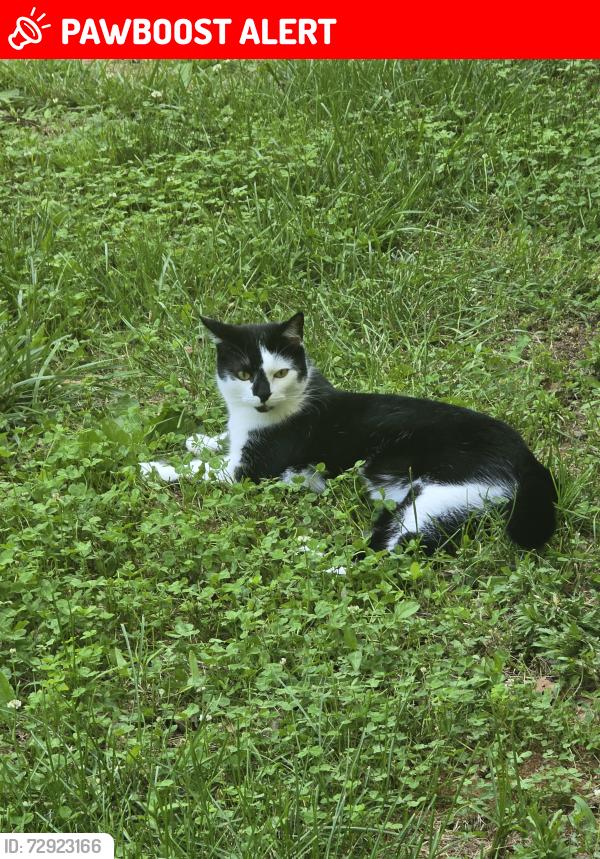 Lost Male Cat last seen Lanes Corner Rd, Spotsylvania Courthouse, VA 22551
