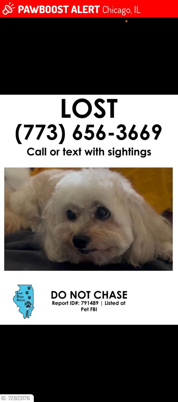 Lost Female Dog last seen 40th cottage grove , Chicago, IL 60653