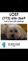 Lost Female Dog last seen 40th cottage grove , Chicago, IL 60653