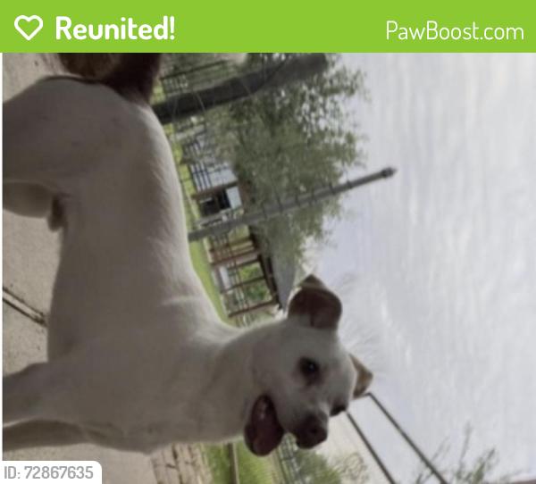Reunited Male Dog last seen Magnolia , Rosharon, TX 77583